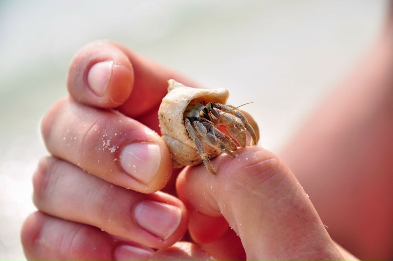 Алла Рева | Москва