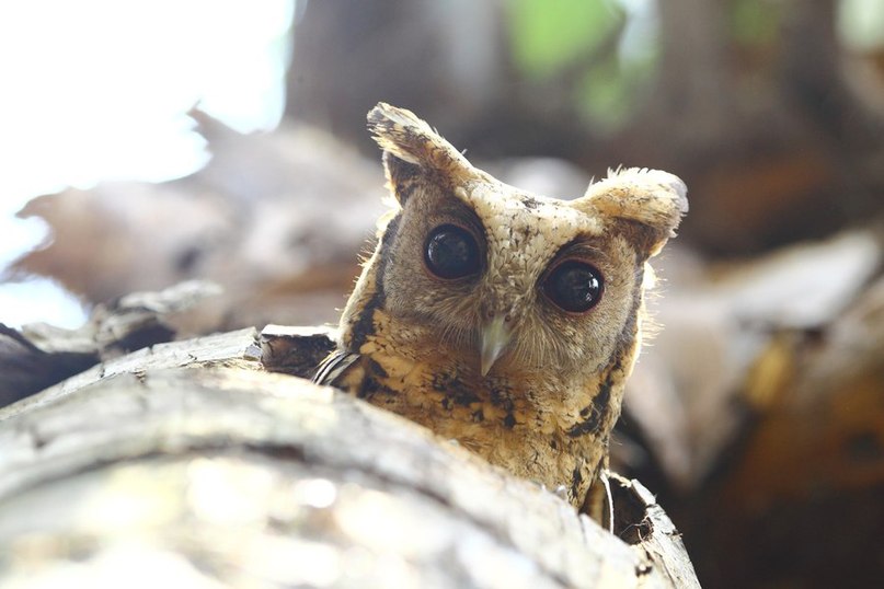Володимир Легеза | Свалява