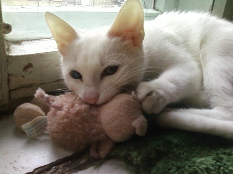 Геннадий Попович | Саратов