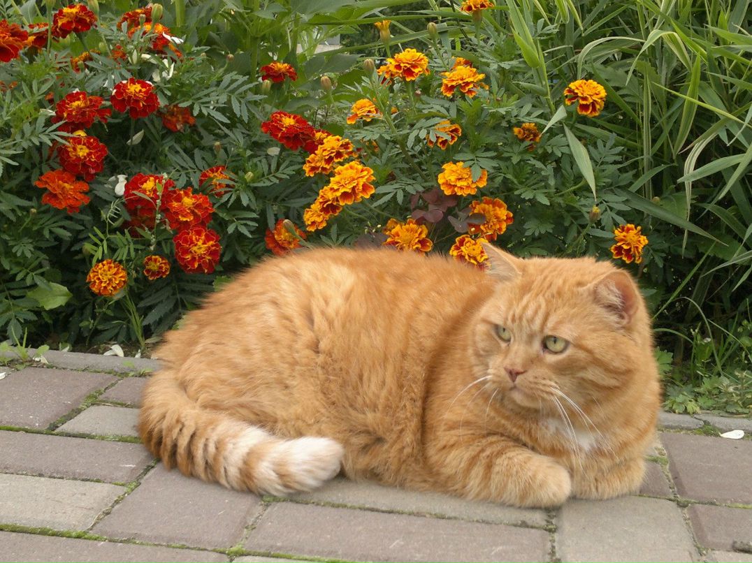 Татьяна Давудова | Санкт-Петербург