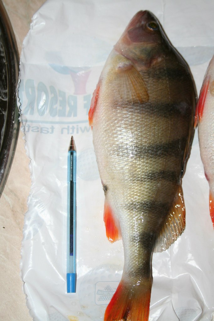 Дмитрий Сальников | Новороссийск