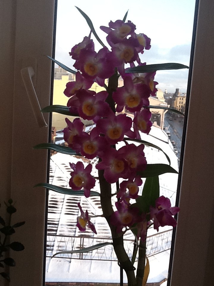 Ольга Кизилова | Санкт-Петербург