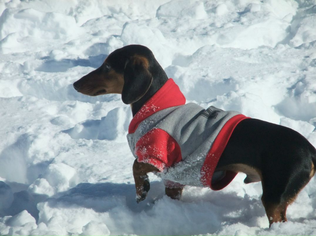 Дарина Андерсен | Scottsdale