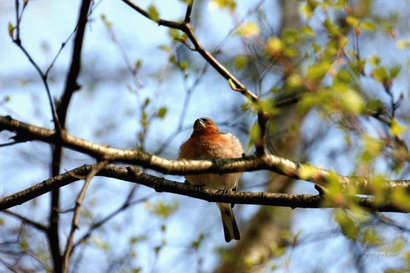 Лада Исмагилова | Москва