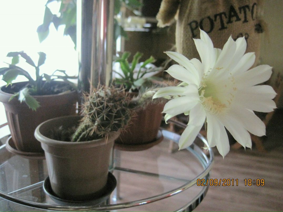 Марина Кириченко | Городище