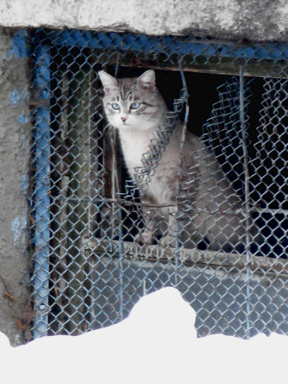 Андрей Люцианский | 