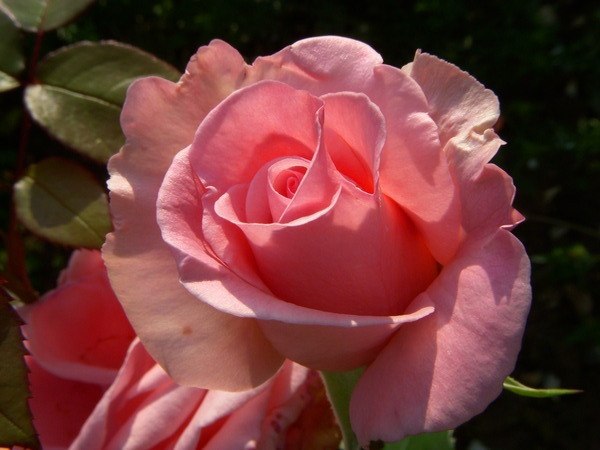 Наталья Грибанова | Воронеж