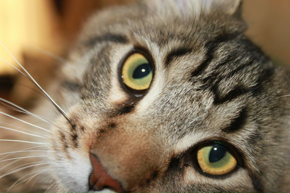 Алина Разумкова | Москва