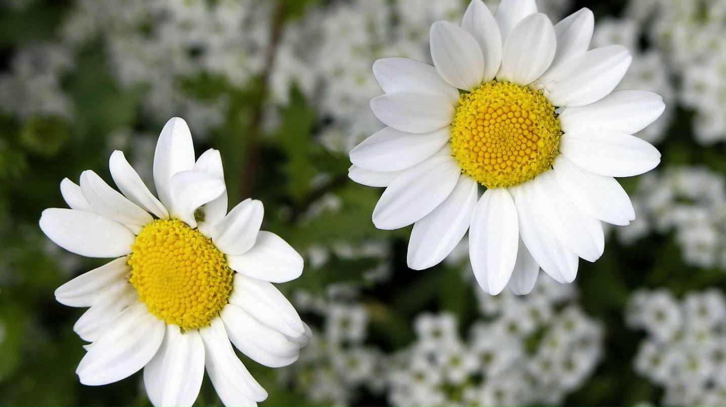 Максим Сотник Васильевич | Кропивницкий / Кировоград