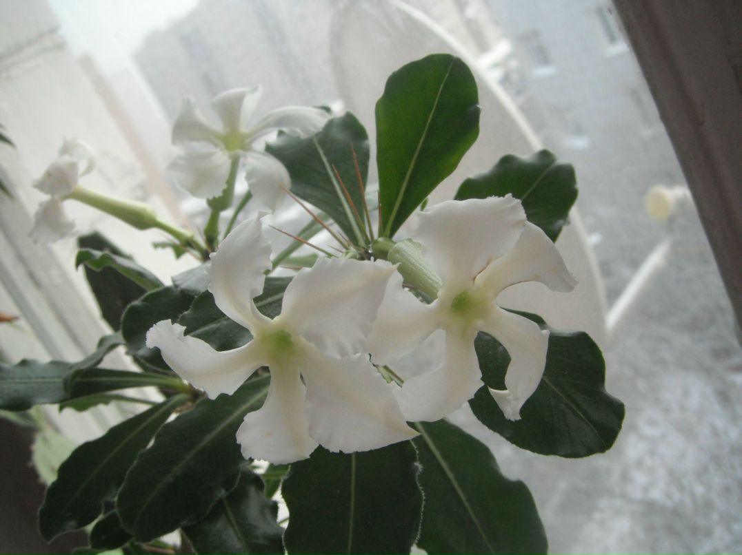 Лисёнок Вук | Москва