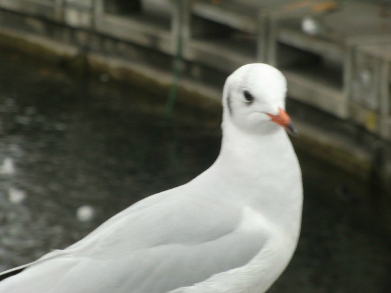 Оксана Милинькая | Санкт-Петербург