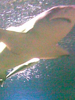 Николай Крюков | Киров