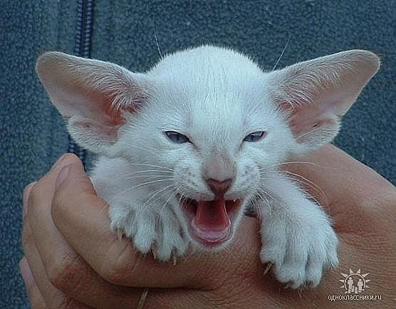 Ольга Гусарова | Камышин