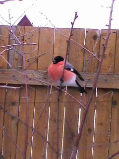 №60, Ирина Жукова, 39 лет, Новосибирск, Россия №60, Ирина Жукова, 39 лет, Новосибирск, Россия