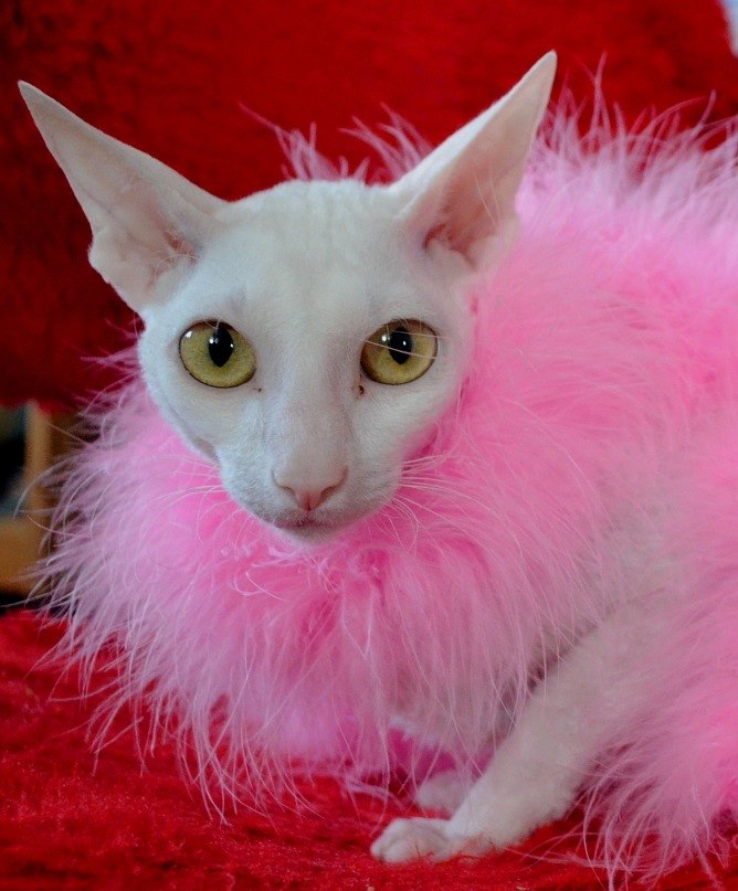 Ольга Царихина | Москва