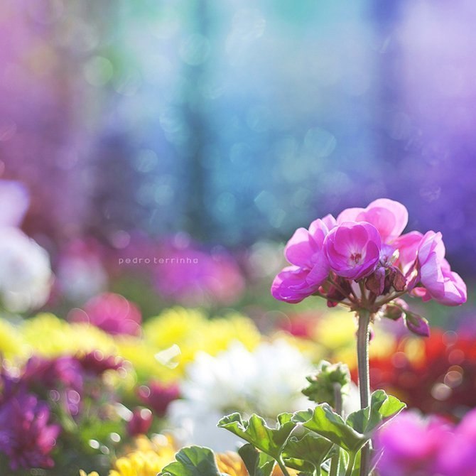 Валентина Плехова Seritta | 