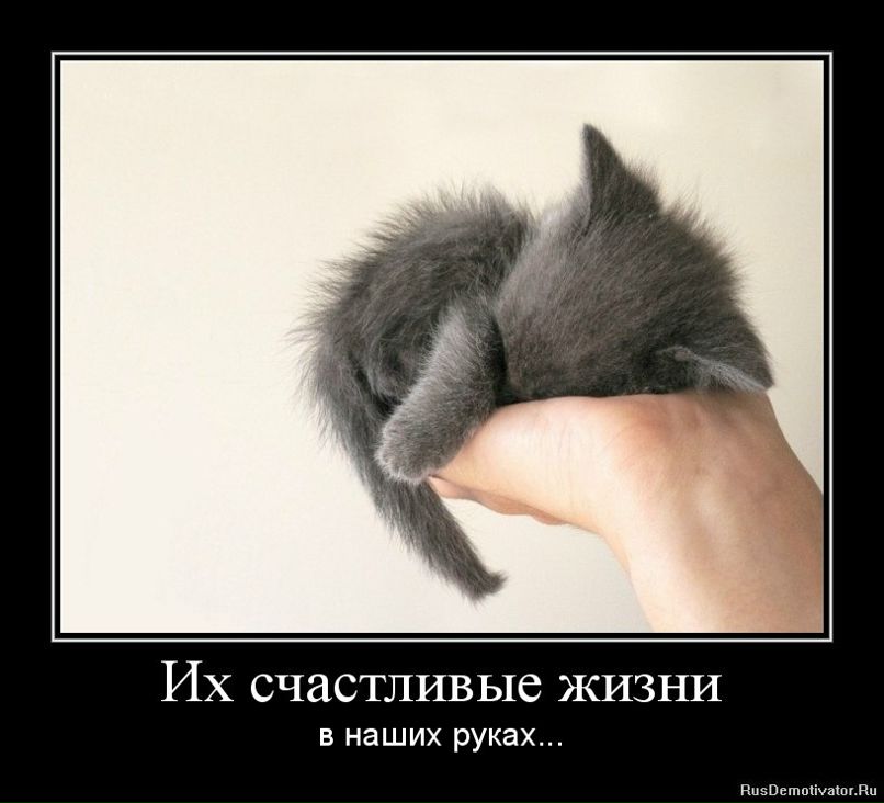 Анастасия Петроченко | Великий Новгород