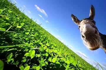 №18, Денис Сорока №18, Денис Сорока