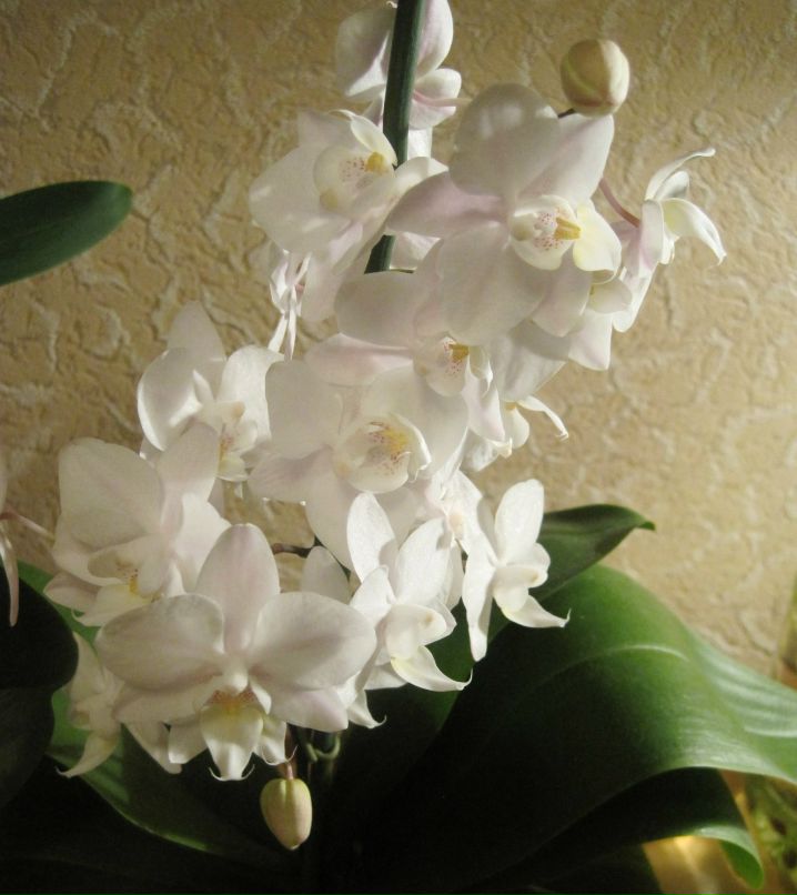 Надежда Машанло (Ферингер-Филякина) | Самара