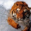 Аватар: Сергей Садовский