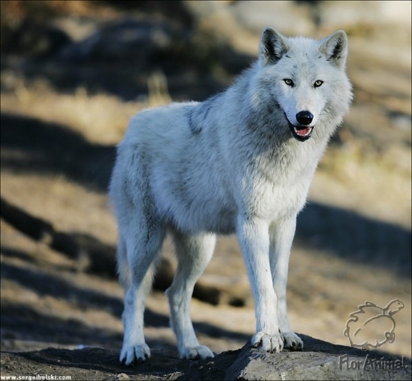 №68, Екатерина Веселова, 49 лет, Санкт-Петербург №68, Екатерина Веселова, 49 лет, Санкт-Петербург