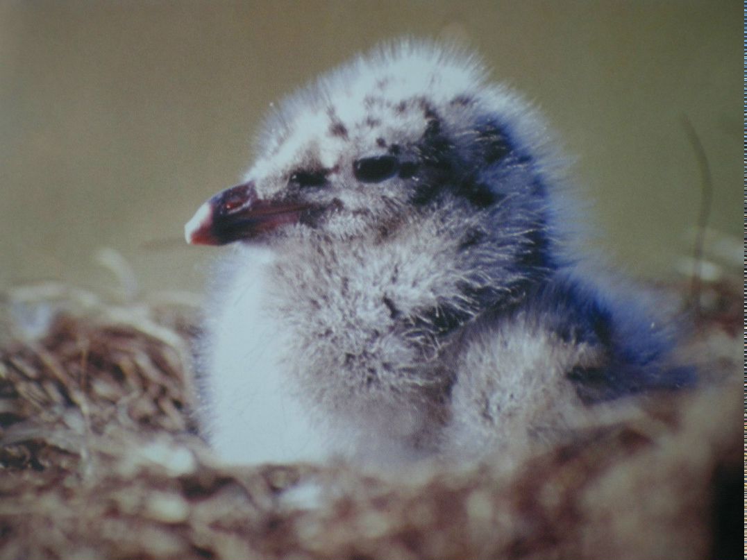 Людмила Сидорова | 