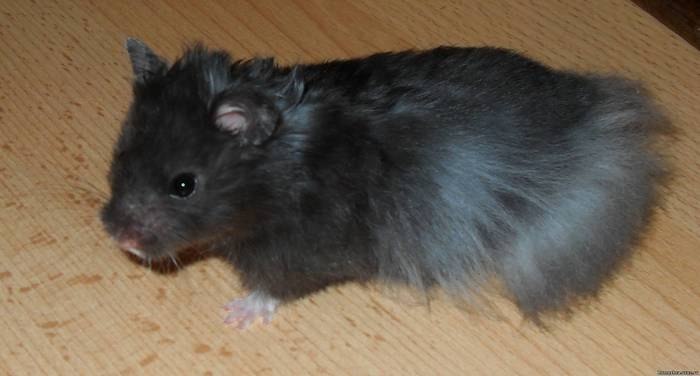 Елена Герасимова ☜Dark Angel♡ | 