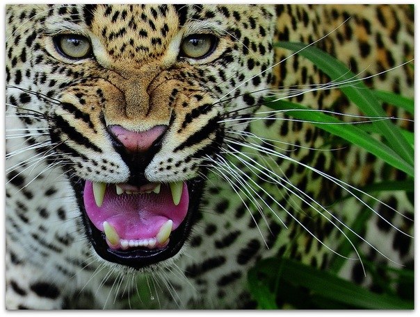 Настенька Маленькая | Санкт-Петербург