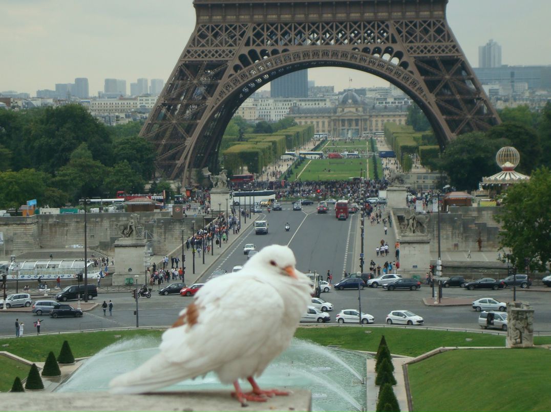Светлана Трачевская | 