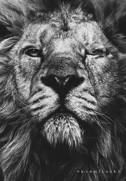 Элвис Шихбадинов | 