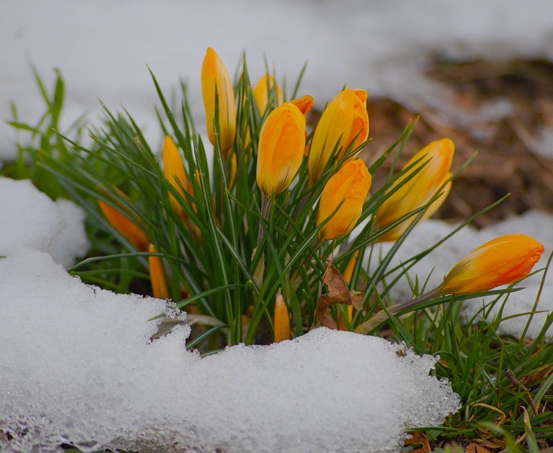 Наталья Безденежных | Санкт-Петербург