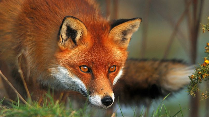 Дмитрий Дешко | 