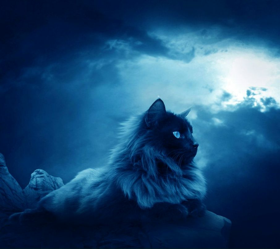 Витёк Сашкин KoT | Балашиха