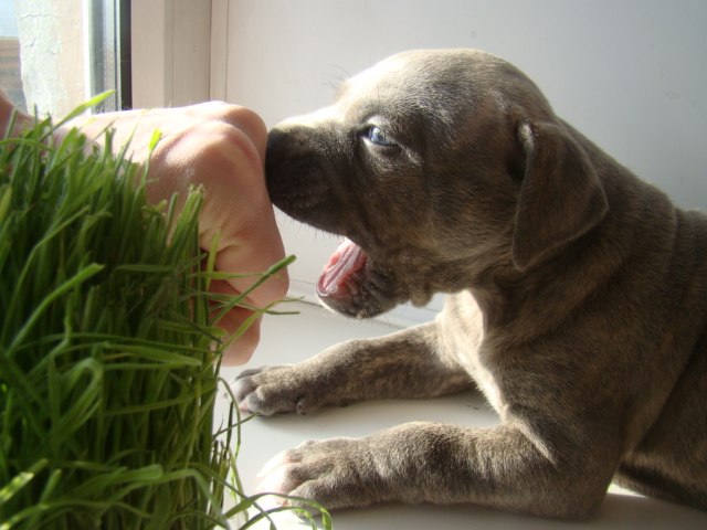 Михаил Кулиев | Санкт-Петербург