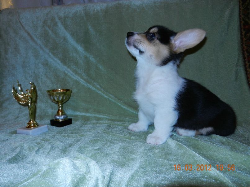 Дмитрий Шмелев | Дмитров