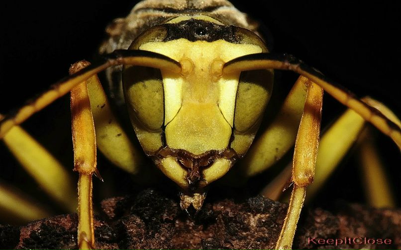 Олег Голодняк | 