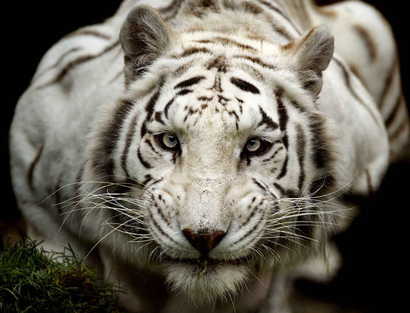 Лёха Пепел | Орёл