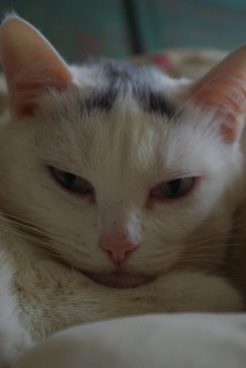 Иван Селистран | Киев