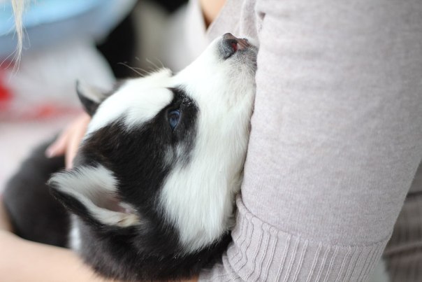 Ірина Гірняк Олександрівна | Арбузинка