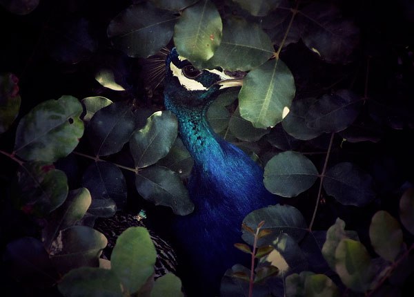 Dari Rubbish | Москва