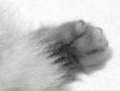 Ольга Шустова | Голицыно