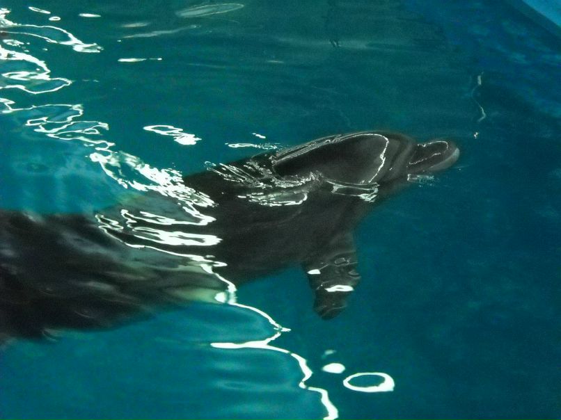 Танюха Безпальчая | Сумы