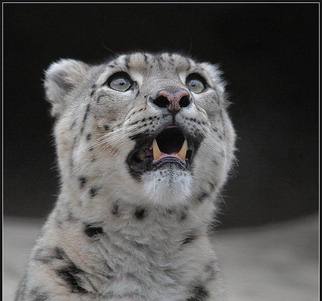 Алёна Фоменко ₪ ø lll .o· | Киев