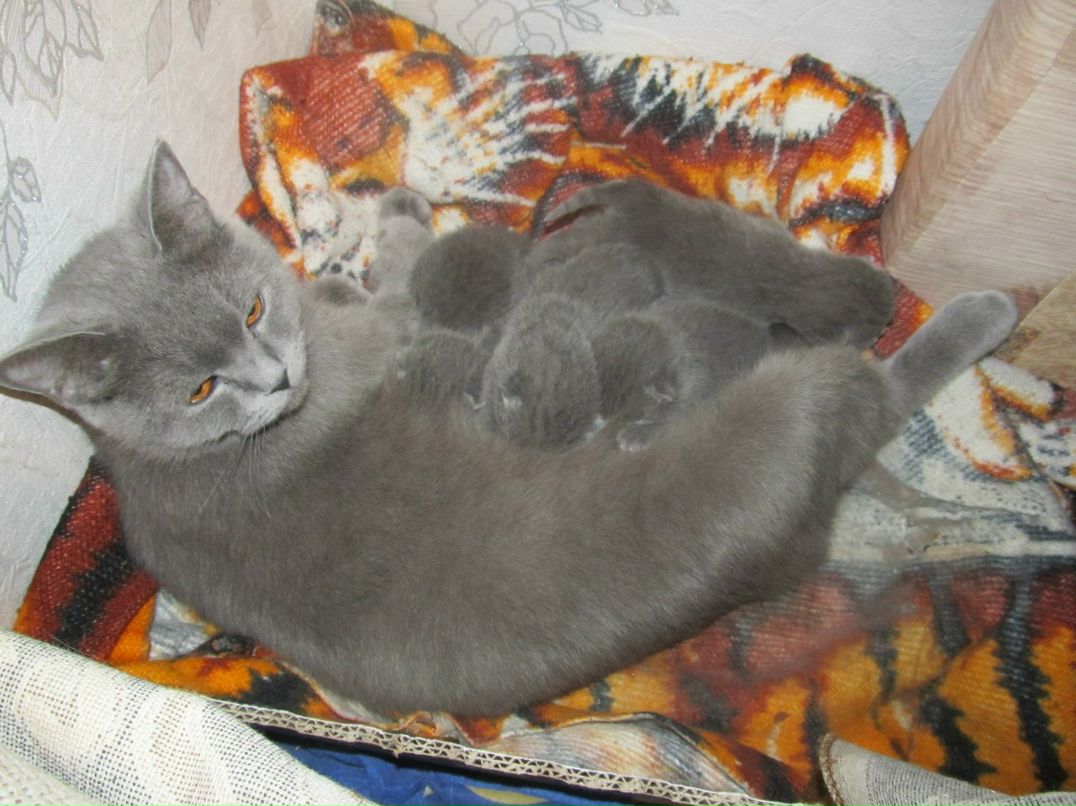 Елена Коропова | Киев