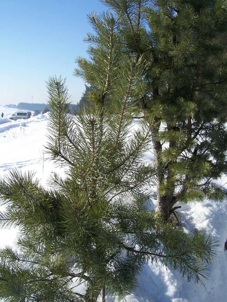 Евгений Бордюговский | Санкт-Петербург