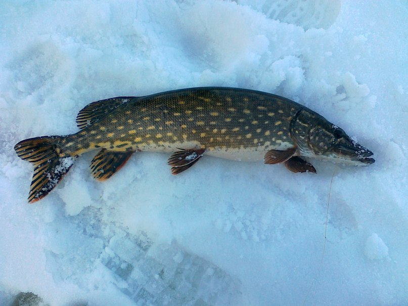 Александр Малышев | Великие Луки