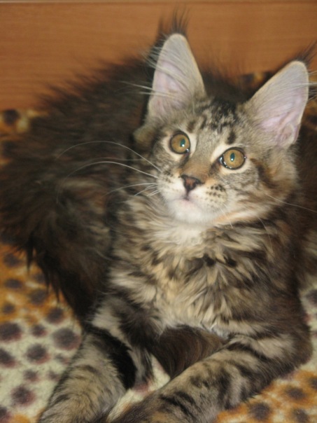 №22, Виктория Волкова, Магнитогорск №22, Виктория Волкова, Магнитогорск