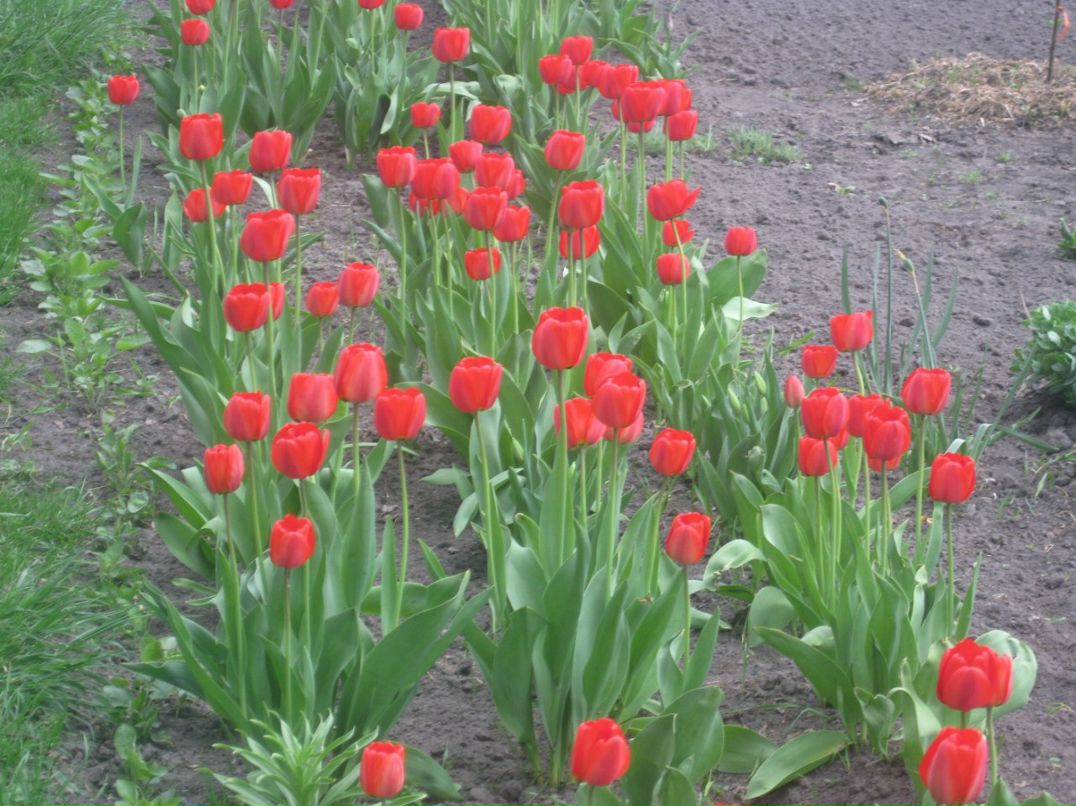 Оксана Гончарова | Санкт-Петербург