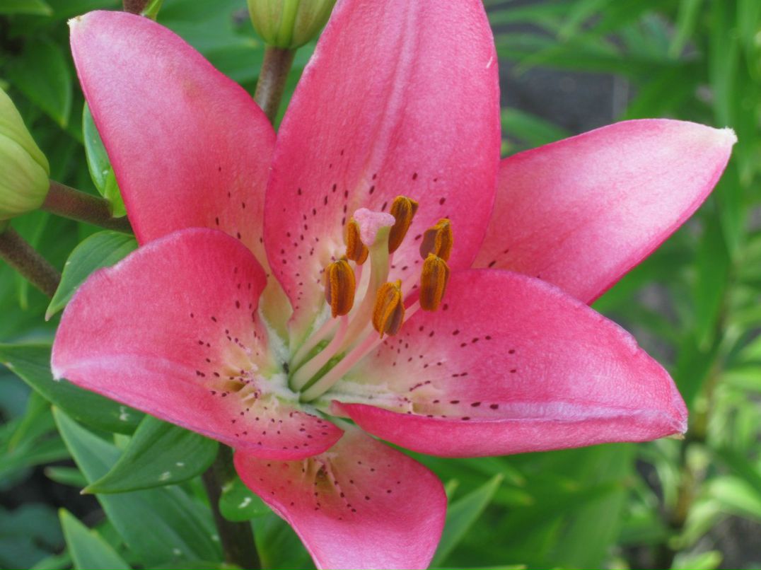 Оксана Гончарова | Санкт-Петербург