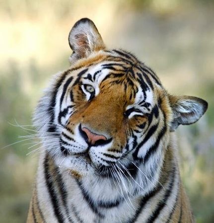 Роман Спирьков | Симферополь